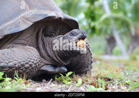 Eine Aldabra Riesenschildkröte (Aldabrachelys gigantea) auf Ahove Atoll, Seychellen Stockfoto