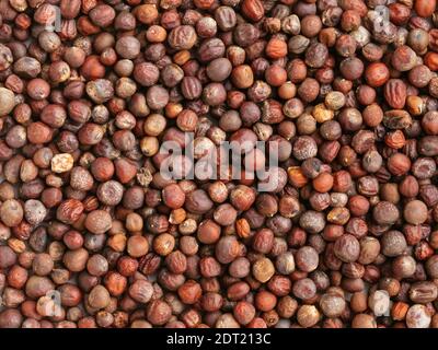 Lila Blumenkohl (Brassica oleracea var. botrytis) Samen Stockfoto
