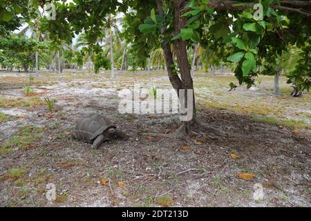 Eine Aldabra Riesenschildkröte (Aldabrachelys gigantea) auf Ahove Atoll, Seychellen Stockfoto