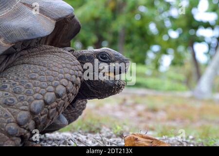 Eine Aldabra Riesenschildkröte (Aldabrachelys gigantea) auf Ahove Atoll, Seychellen Stockfoto