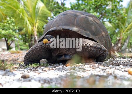 Eine Aldabra Riesenschildkröte (Aldabrachelys gigantea) auf Ahove Atoll, Seychellen Stockfoto