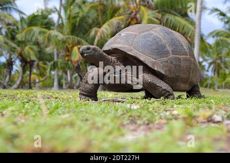 Eine Aldabra Riesenschildkröte (Aldabrachelys gigantea) auf Ahove Atoll, Seychellen Stockfoto