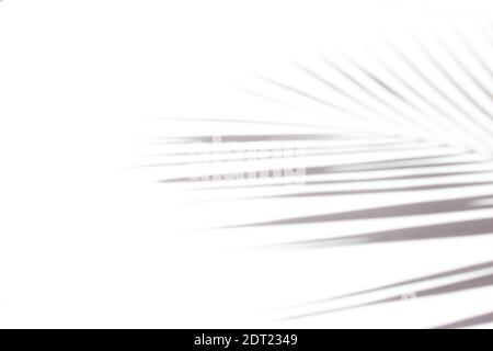 Der Schatten eines Palmblattes auf einem hellen Hintergrund. Tropisches Konzept. Stockfoto
