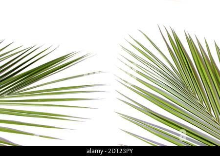 Grünes Palmenblatt auf hellem Hintergrund. Tropisches Konzept. Stockfoto