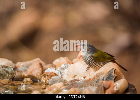 Grüne geflügelte Pytilia Weibchen stehen am Wasserloch im Kruger Nationalpark, Südafrika; specie pytilia melba Familie von Estrildidae Stockfoto