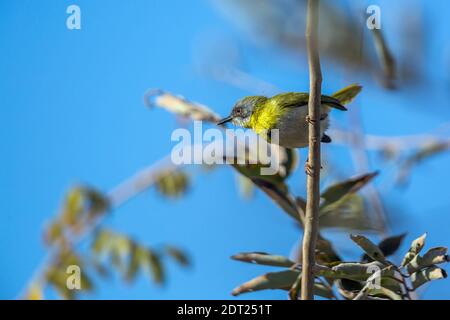 Gelber Apolis in einem Zweig mit blauem Hintergrund im Kruger Nationalpark, Südafrika; Art Apalis flavida Familie der Cisticolidae Stockfoto