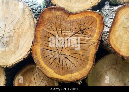 Nahaufnahme von Schnittholz, Logging-Industrie. Stockfoto