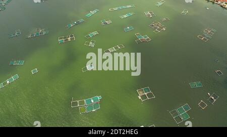 Luftaufnahme der Fischzucht mit Käfigen für Fische und Garnelen auf dem See Taal, Philippinen, Luzon. Fischteiche für bangus, milchfisch. Stockfoto