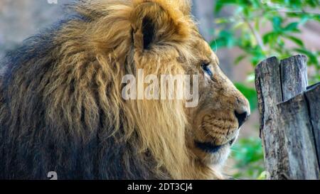 Großer Löwe Stockfoto