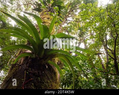 Impressionen aus dem Regenwald Costa Ricas besonders aus dem Nebelwald von Santa Elena. Stockfoto