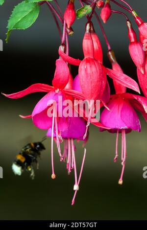 Hardy Fuchsia Blume Bumblebee Bombus terrestris, die Bumpfhummel oder große Erde Hummel Stockfoto