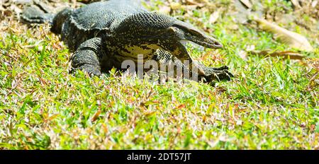 Varan mit offenen Faus. Warane (asiatischer Wassermonitor, Kabaragoya, Varanus-Salvator-Salvator), endemische Unterart in Sri Lanka Stockfoto