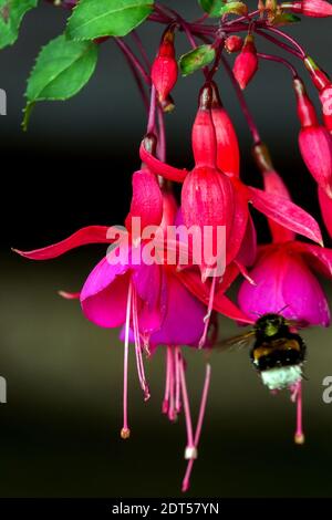 Bumblebee Bombus terrestris mit Buffschwanz auf der robusten Fuchsia-Hummel Stockfoto