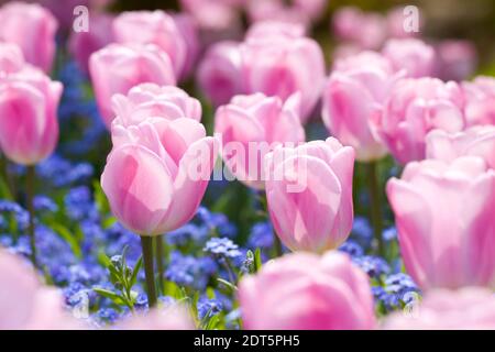 Nahaufnahme des Tulpenfeldes Stockfoto