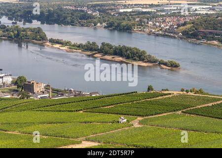 Blick auf die Weinberge am Rhein und auf die insel fulder aue im rhein bei rüdesheim Stockfoto