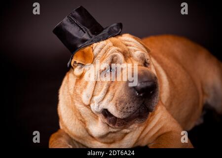 Elegante Sharpei Hundewaring-Stovepipe im Studio Stockfoto