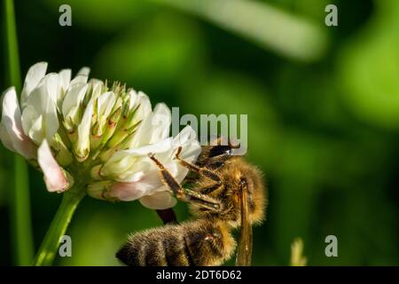 Honigbiene sammelt Pollen von einer Kleeblüte im Garten im Sommer, frankfurt, deutschland Stockfoto