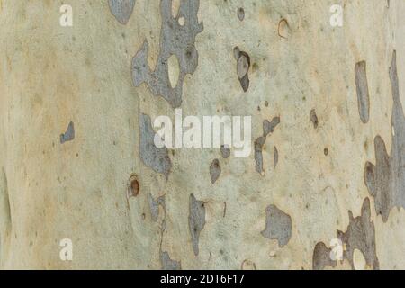 Riesige Eukalyptusbaum Stamm Textur. Stockfoto