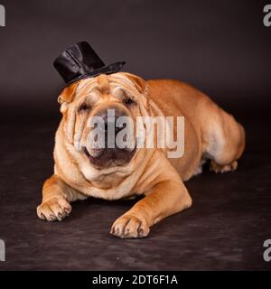 Elegante Sharpei Hundewaring-Stovepipe im Studio Stockfoto