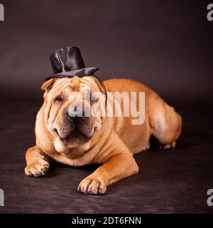 Elegante Sharpei Hundewaring-Stovepipe im Studio Stockfoto