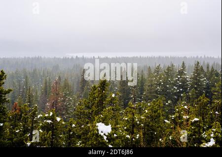 Nadelwälder und Schneepatches im dichten Nebel, in der Nähe von Waterton Lakes, Alberta, Kanada. Stockfoto