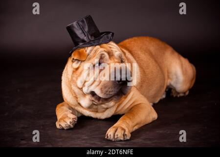 Elegante Sharpei Hundewaring-Stovepipe im Studio Stockfoto