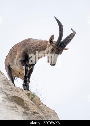 Capra pyrenaica Hispanica Stockfoto