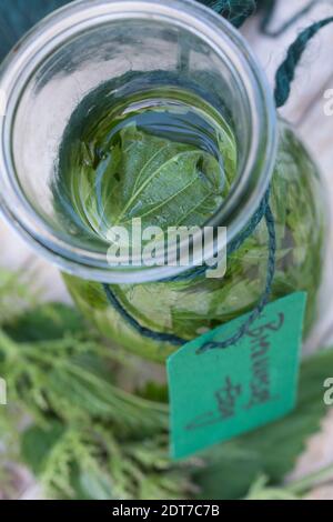 Brennnessel (Urtica dioica), selbstgemachte Brennnesselvinagre in einer Glasflasche, Deutschland Stockfoto