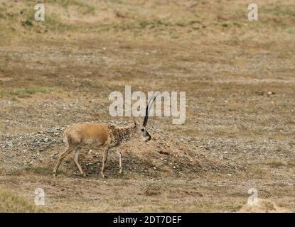 chiru, Tibetische Antilope (Pantholops hodgsonii), Wandern in Brachland, Seitenansicht, China, Tibet Stockfoto