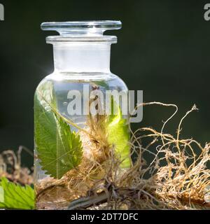 Brennnessel (Urtica dioica), selbstgemachte Brennnesseltinktur aus Wurzeln und Blättern, Deutschland Stockfoto