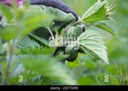 Brennnessel (Urtica dioica), Brennnesselernte, Brennnesseln werden mit Gartenhandschuhen gesammelt, Deutschland Stockfoto