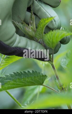 Brennnessel (Urtica dioica), Brennnesselernte, Brennnesseln werden mit Gartenhandschuhen gesammelt, Deutschland Stockfoto