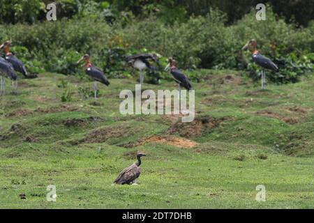 Schlankschnabelgeier (Gyps tenuirostris), auf einer Wiese mit größeren Adjutanten (Leptoptilos dubius), Indien, Assam, Kaziranga-Nationalpark Stockfoto