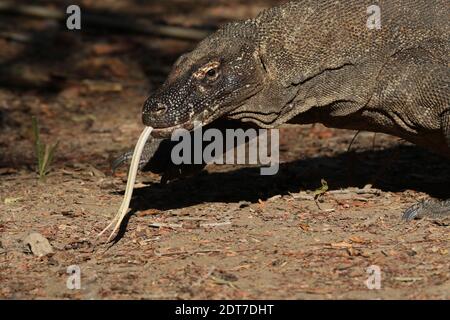 Komodo-Drache, Komodo-Monitor, ora (Varanus komodoensis), hervorstehende Zunge, Porträt, Indonesien, Komodo-Insel Stockfoto