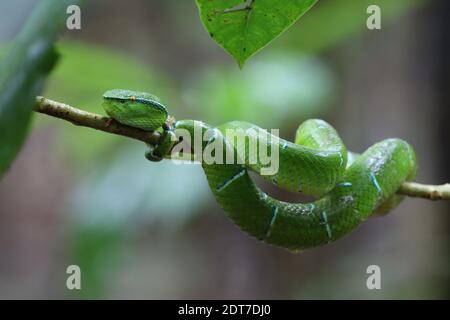 Waglers Pit Viper, Waglers Palmviper (Trimeresurus wagleri, Tropidolaemus wagleri), Männchen, das sich um einen Zweig wickelt, Indonesien, Sulawesi, Tangkoko Stockfoto