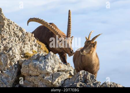 Alpine Steinbock (Capra Steinbock, Capra Steinbock Steinbock), an der Rut in den Alpen über dem Nebelmeer, Schweiz, Kanton Luzern, Pilatus Stockfoto