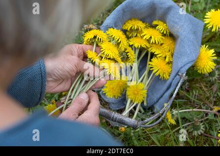 Löwenzahn-Blüten sammeln, Deutschland Stockfoto