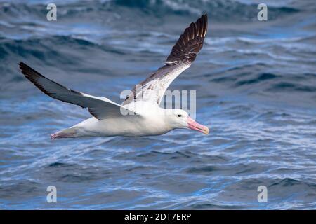 Royal Albatross, Southern Royal Albatross (Diomedea epomophora), im Flug über den Wellen des Südpazifischen Ozeans, Seitenansicht, Neuseeland, Stockfoto