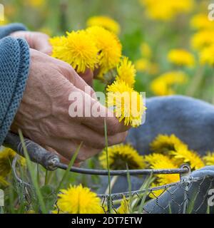 Löwenzahn-Blüten sammeln, Deutschland Stockfoto