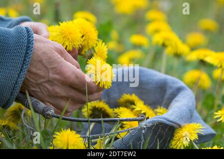 Löwenzahn-Blüten sammeln, Deutschland Stockfoto