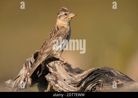 Steinsperling, Steinpetronie (Passer petronia, Passer petronia petronia, Petronia petronia), auf einem alten toten Ast, Seitenansicht, Spanien, Stockfoto