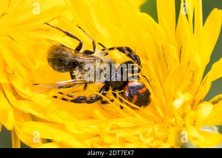 Krabbenspinne (Synema globosum, Synaema globosum), fing eine Biene auf einer gelben Blume, Deutschland Stockfoto