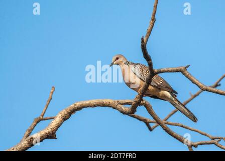 Fleckentaube, Fleckentaube, Fleckentaube, Bergtaube, Perlentaube, Spitzentaube (Spilopelia chinensis, Streptopelia Stockfoto