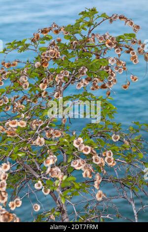 Christdorn, Jerusalemdorn (Paliurus spina-christi), fruchtig, Kroatien Stockfoto