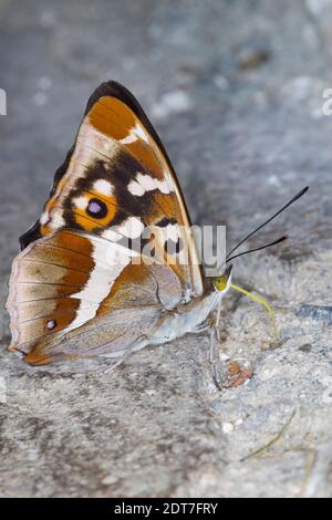 Purpurner Kaiser (Apatura Iris), saugende Mineralien, Seitenansicht, Deutschland Stockfoto