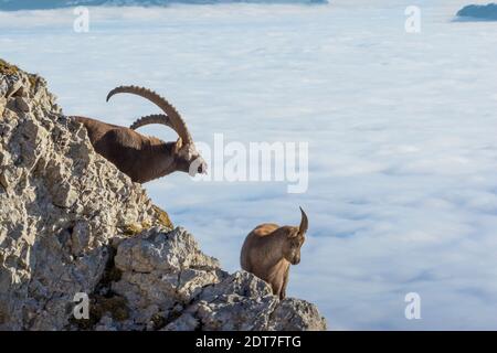 Alpine Steinbock (Capra Steinbock, Capra Steinbock Steinbock), an der Rut in den Alpen über dem Nebelmeer, Schweiz, Kanton Luzern, Pilatus Stockfoto