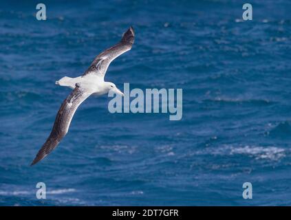 royal Albatross (Diomedea epomophora), im Flug über das Meer Auckland Inseln (Neuseeland) und Macquarie Insel (Australien), Neuseeland, Auckland Stockfoto