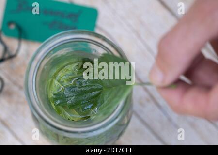 Brennnessel (Urtica dioica), selbstgemachte Brennnesselvinagre in einer Glasflasche, Deutschland Stockfoto