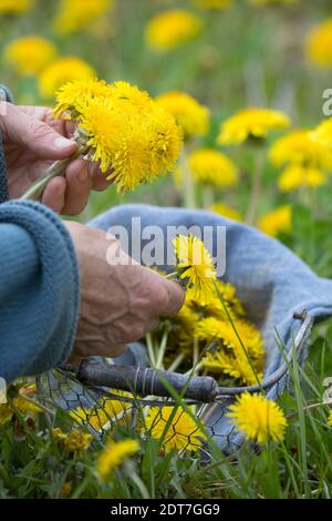 Löwenzahn-Blüten sammeln, Deutschland Stockfoto