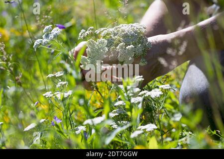 Gemeine Schafgarbe, Milfoil (Achillea millefolium), Schafgarbe-Ernte, blühende Schafgarbe wird gepflückt, Deutschland Stockfoto
